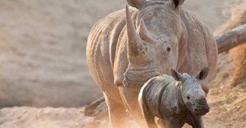 Baby Rhino Rescue